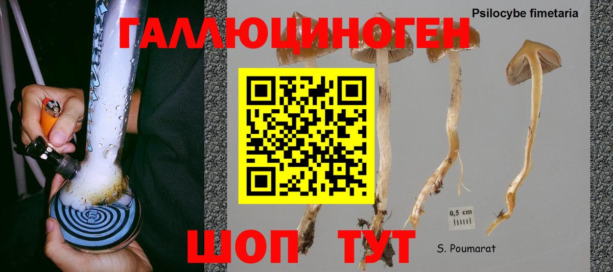 Псилоцибиновые грибы Psilocybe Стрежевой